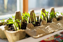 Seedling In Egg Carton. Growing Shoots On Window During Spring. Self Sufficient And Sustainable Living And Gardening. Grow Your Own Vegetables At Home.