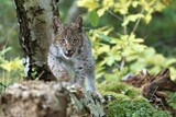 Fototapeta  - Young Rys Eurasijský (Lynx Lynx),