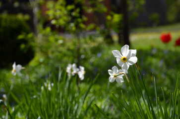 beautiful spring flowers daffodils in the garden