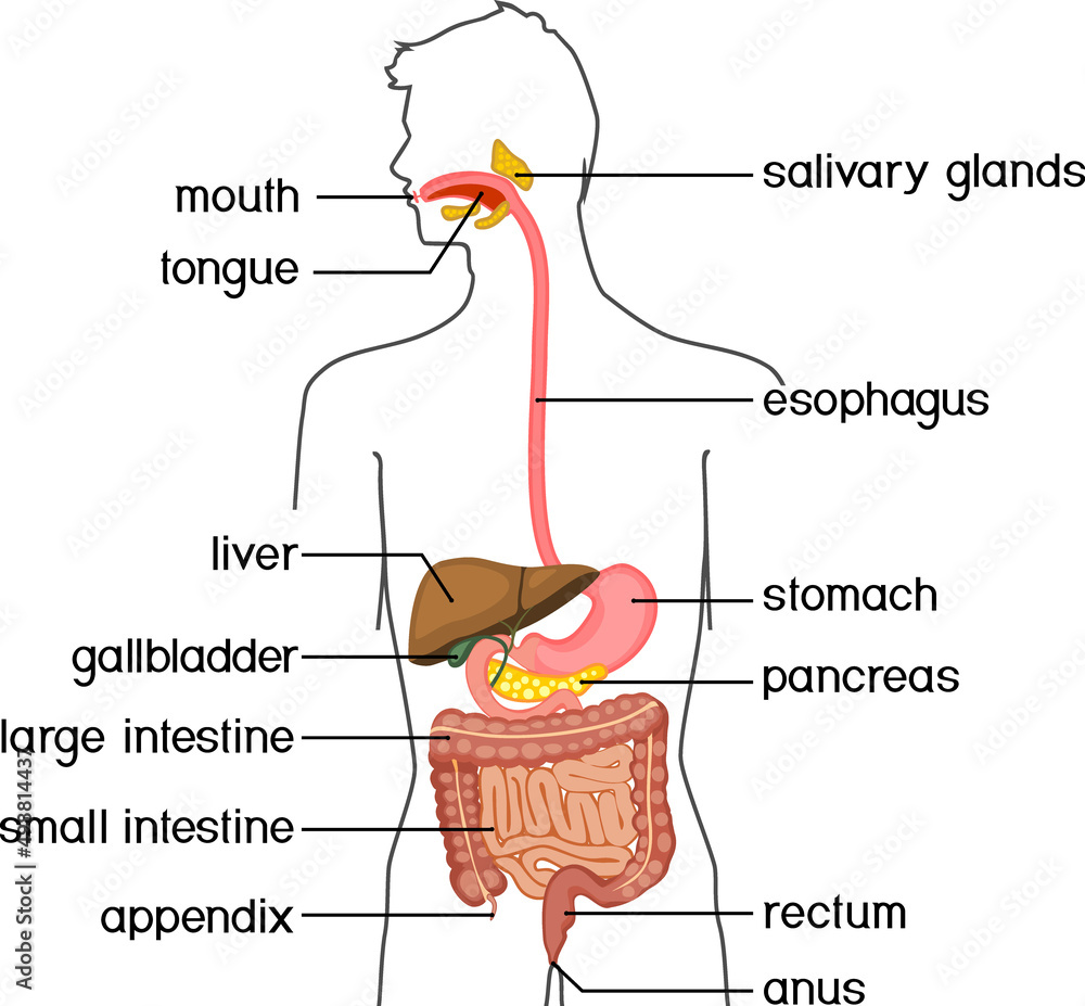 Scheme of structure of human digestive system. Educational material for anatomy lesson