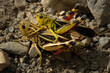 Grasshoppers of the Alps. Rock