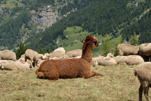 The Alpaca Is A Camelid Native To The Andes Cordillera.