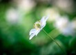 zawilec gajowy (Anemone nemorosa) biały kwiat kwitnący wiosną