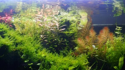 Wall Mural - lush aquatic plants in a beautiful freshwater tropical ryoboku aquascape detail with active serpae tetra and black neon tetra show natural behaviour, Amano style planted aquarium in bright LED light