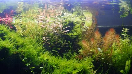 Sticker - lush aquatic plants in a beautiful freshwater tropical ryoboku aquascape detail with active serpae tetra and black neon tetra show natural behaviour, Amano style planted aquarium in bright LED light