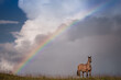 cavalo crioulo no campo com arco íris ao fundo
