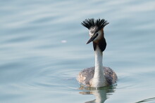 Great Crested Grebe In A Sea
