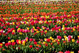 Fototapeta Tulipany - Tulip Field
