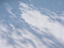 Lacy Shadows From Trees On White Wall. Abstract Background With Concrete Texture.
