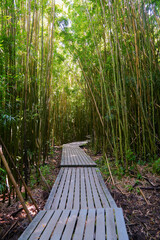  Wooden boardwalk wandering through the bamboo forest of the Pipiwai Trail in the Haleakala National Park on the road to Hana, east of Maui island, Hawaii, United States