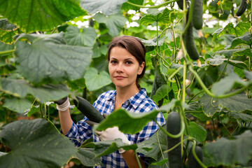 Wall Mural - Confident woman harvests ripe cucumbers in greenhouse