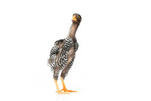 Isolated Young Barred Plymouth Rock Hen With White Background,two Months Old.