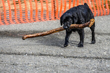 Black Dog, Labrador Retriever, Carrying A Big Stick After Fetching It Out Of The River
