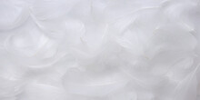 Soft White Feathers Texture Background. Swan Feathers