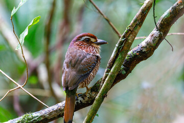 Wall Mural - Short-legged Ground-Roller, Brachypteracias leptosomus, perched in a tree in Madagascar rainforest. Masoala national park, Africa Wildlife