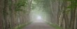 Rural road in majestic green deciduous forest. Natural tunnel. Mighty trees. Fog, sunbeams, soft sunlight. Atmospheric dreamlike summer landscape. Pure nature, ecology, ecotourism, fantasy, fairytale