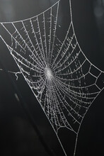 A Beautiful Frost Covered Spider Web Close Up Dark Background