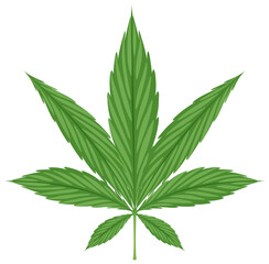 Poster - Cannabis leaf on white background