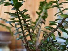 Closeup Of Thick Stems And Green Petals Of Jade Plant, Or Money Tree. Crassula Ovata Grows Indoors At Home