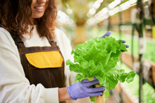 Female Gardener With Green Lettuce In Hands In Greenhouse. Close Up Of Smiling Young Woman In Rubber Garden Gloves Holding Green Leafy Plant While Standing On Blurred Background.