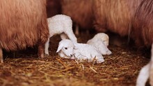 Beautiful Little White Lamb Sitting In A Farm, A Symbol Of Jesus, Meek And Kind Love, Slow Motion Video