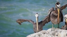 Large Pelicans On Rocks In Chile 15