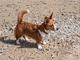 Fototapeta  - Red and white corgi dog on the beach on a sunny day