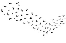 Silhouettes Of Flock Of Flying Birds, Migration. Vector Illustration
