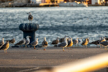 Flock Of Seagulls In A Harbor 