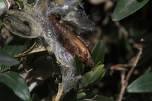 Pupae  Or Larva Of Cydalima Perspectalis Is An Invasive Caterpillar Of Moth Species Pest That Destroys And Eats Green Boxwood (buxus Sempervivens) Leaves Doing Damage, Box Eating Caterpillar.	