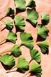 © Connect Images - Studio shot of ginkgo leaves