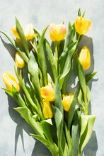 Studio Shot Of Yellow Tulips