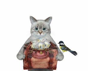 Wall Mural - An ashen cat holds a leather bag full of us dollars. White background. Isolated.