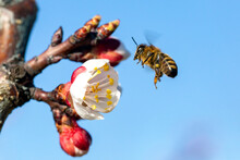 Honey Bee (Apis Mellifera) On Apricot Flower, Macro. Detail Of Bee Or Honeybee In Latin Apis Mellifera, European Or Western Honey Bee Sitting On The Apricot Flower