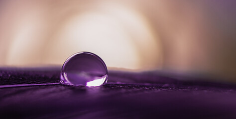 Wall Mural - Transparent drop of water on a feather in purple in macro.
