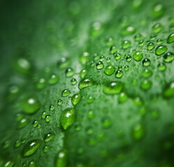 Wall Mural - Raindrops on a leaf in macro.