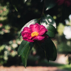 Sticker - Camellia flower