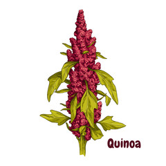 Wall Mural - Hand drawn quinoa plant with leaves. Superfood. Vector illustration isolated on white background.