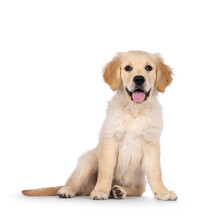 Adorable 3 Months Old Golden Retriever Pup, Sitting Facing Front. Looking Towards Camera With Dark Brown Eyes. Isolated On A White Background. Mouth Open, Tongue Out.