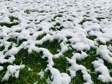 White Snow Patches On A Green Meadow
