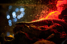 Close-up Of Pet Lizard In Reptile Breeding Box