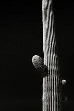 Saguaro Trunk Fills The Height Of The Frame On Dark Sky Background