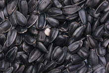 Background Of Dried Black Sunflower Seeds Used For Oil Extraction