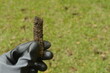 Close up of soil plug from lawn core aeration with a newly aerated lawn in the background