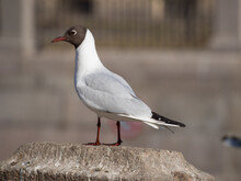 Closeup Portrait Of Seagull