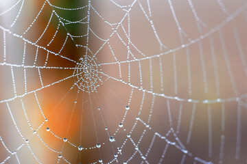  spider web with dew drops