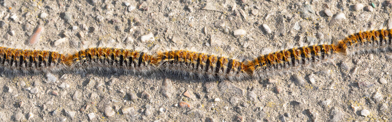 Hairy caterpillars in a row, pine processionary, dangerous for man and animals