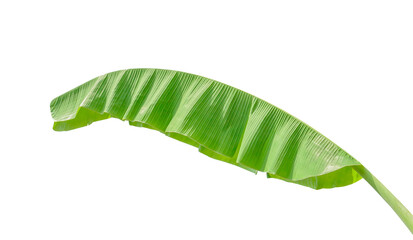 banana leaf isolated on white background, File contains a clipping path. Tropical plant foliage with visible texture. Pollution free symbol. Close up, copy space.