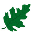 illustration of green spring oak leaf. Oak tree and leaf in spring. green spring leaf