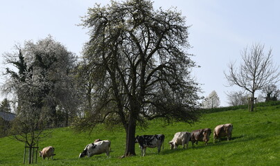 Wall Mural - herd of sheep